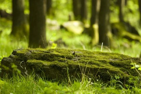 Forest trees moss grass Stock Photos
