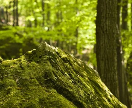 Forest trees moss grass Stock Photos
