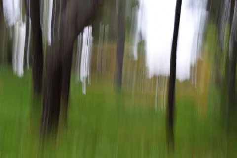 Forest trees motion blur Stock Photos