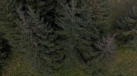 Forest trees mountain 스톡 동영상 121226425