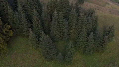 Forest trees mountain 스톡 동영상 121226443