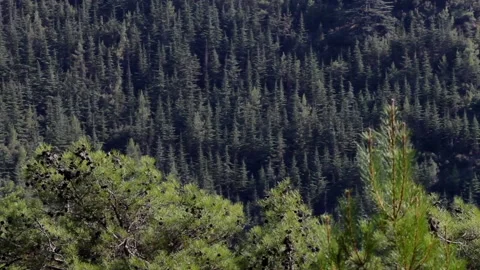 Forest trees on mountain range on sunny day, panning shot Stock Footage 132459203