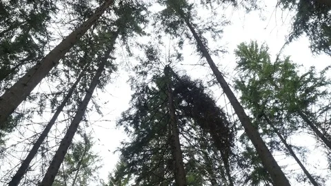 Forest trees moving low angle steadicam shot Stock Footage 81655917