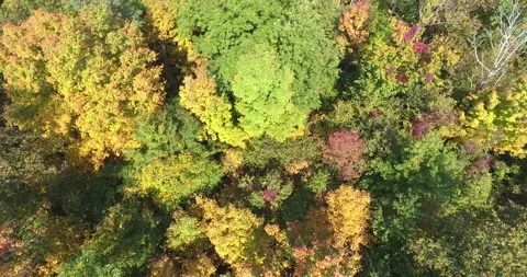 Forest Trees Multi Colored Autumn Leaves Left To Right Panorama Top Down Vie Stockbeeldmateriaal 165247758