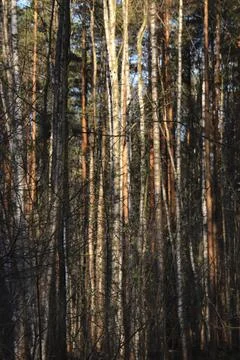 Forest trees nature background. Stock Photos