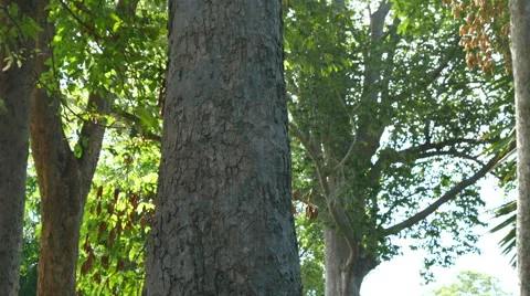 Forest trees. nature backgrounds Stock Footage 65797284