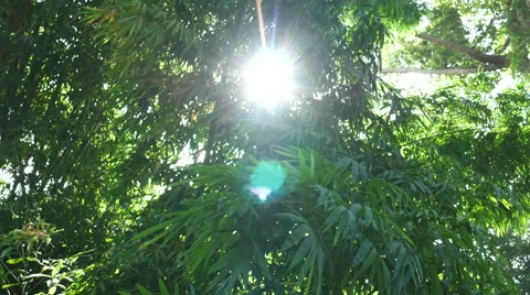 Forest trees. nature backgrounds Stock Footage 65797411