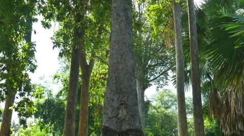 Forest trees. nature backgrounds Stock Footage 65797670