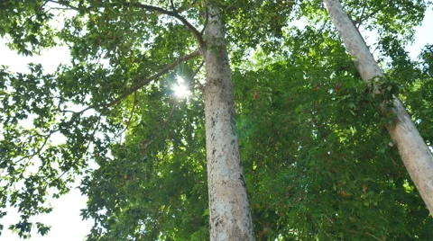 Forest trees. nature backgrounds Stock Footage 65798172