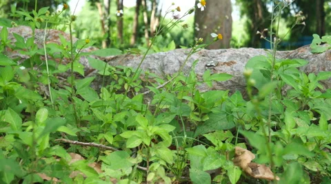 Forest trees. nature backgrounds Stock Footage 65798178