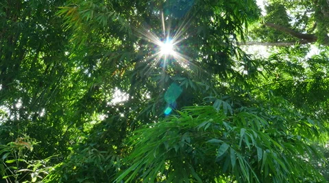 Forest trees. nature backgrounds Stock Footage 65798359