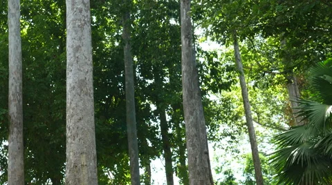 Forest trees. nature backgrounds Stock Footage 65798410