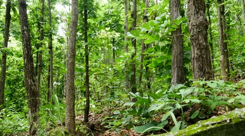Forest trees. nature backgrounds Stock Footage 65802337