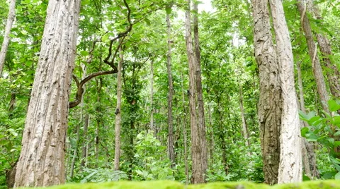 Forest trees. nature backgrounds Stock Footage 65802387
