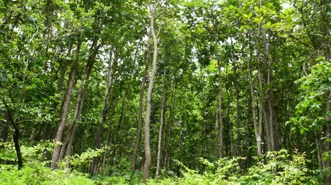 Forest trees. nature backgrounds Stock Footage 65802696