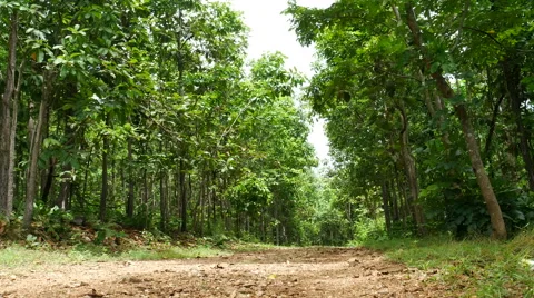 Forest trees. nature backgrounds Stock Footage 65813498