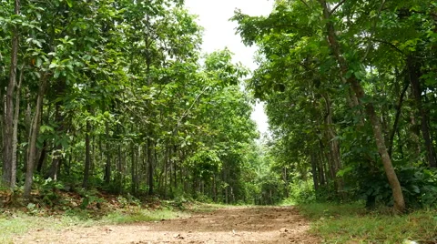 Forest trees. nature backgrounds Stock Footage 65819823