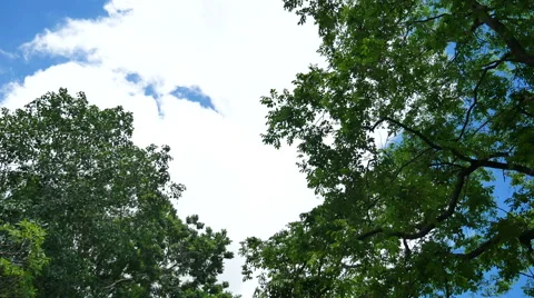 Forest trees. nature backgrounds Stock Footage 65820394