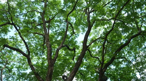 Forest trees. nature backgrounds Stock Footage 65823861