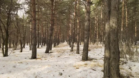 Forest trees nature Stock Footage 237166913