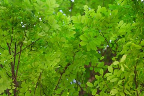 Forest trees, nature green leaf sunlight background Stock Photos