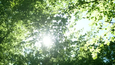 Forest trees nature sun Vidéo 92630005
