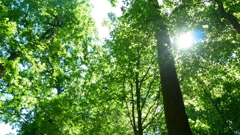 Forest trees nature sun Vidéo 92634607
