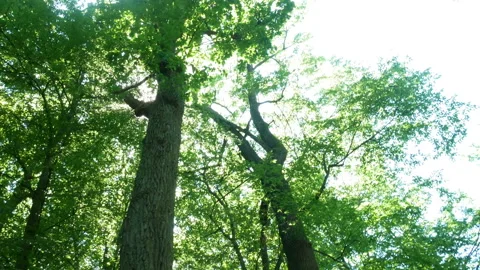 Forest trees nature sun 動画素材 92638843