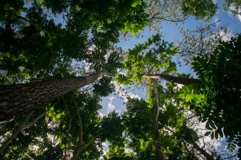 Forest trees, natures green Stock Photos