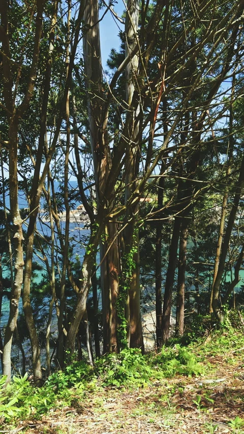 Forest Trees with Ocean View Stock Footage 278045430