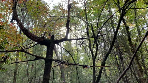Forest trees with odd expressions Stock Footage 163905721