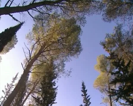 Forest trees pan fast wide Stock Footage 20512748