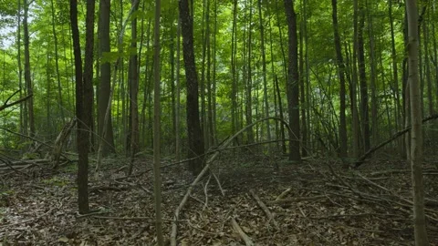 Forest tree's with a pan. Stock Footage 158033869