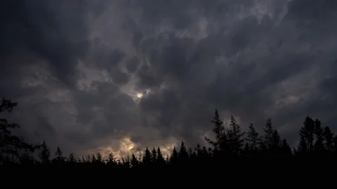 Forest Trees Panorama Silhouette Tree Branches, Stock Footage 238368319