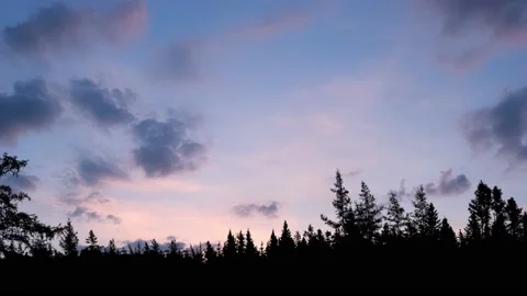 Forest Trees Panorama Silhouette Tree Branches, 스톡 동영상 238425046