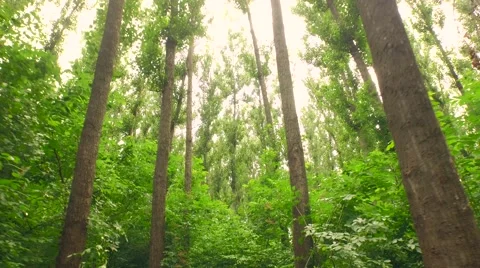 Forest Trees Passing Tracking Shot Sunset Fly By Drone Aerial Close Up Nature Stock Footage 52934098