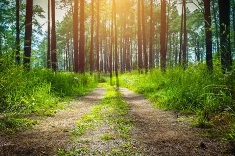 Forest trees with path on the foreground and sunlight shining through the for 스톡 사진