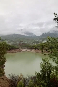Forest trees path Foto stock
