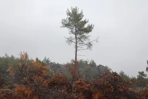 Forest trees path Stock Photos