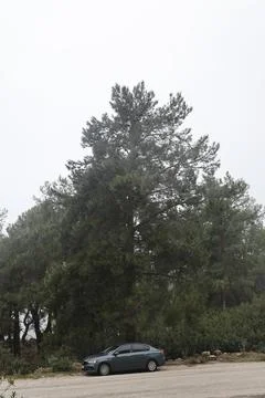 Forest trees path Stock Photos
