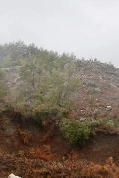 Forest trees path Stock Photos