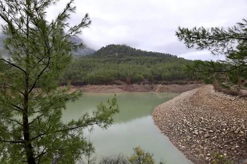 Forest trees path Foto stock