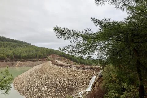 Forest trees path Stock Photos