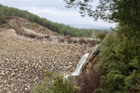 Forest trees path Stock Photos