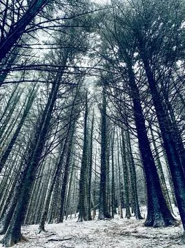 Forest trees perspective in the snow in winter Stock Photos