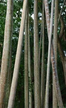 Forest trees Foto stock