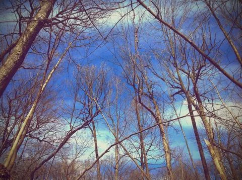 Forest Trees 写真素材