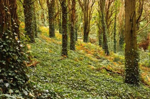 Forest trees Stock Photos