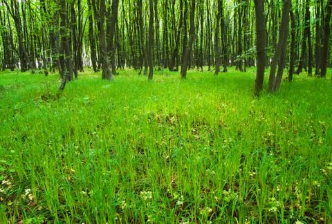Forest trees Stock Photos