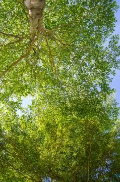 Forest trees. Stock Photos